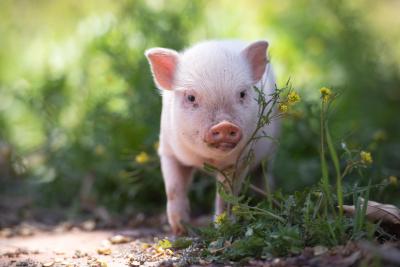 Winston the piglet outside beside some flowers